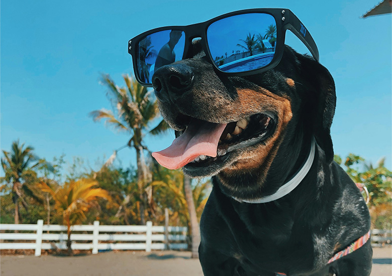 Dog with sunglasses on